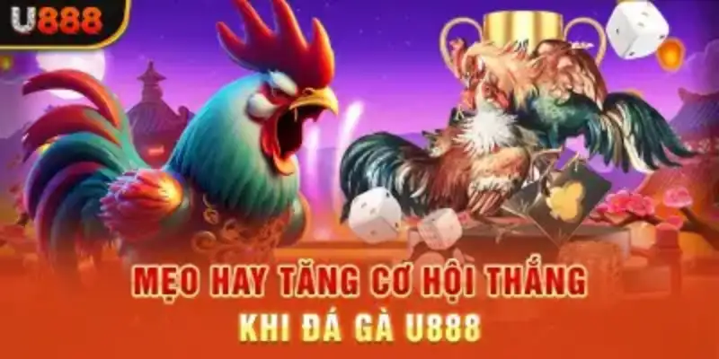 Câu hỏi thường gặp về đá gà U888