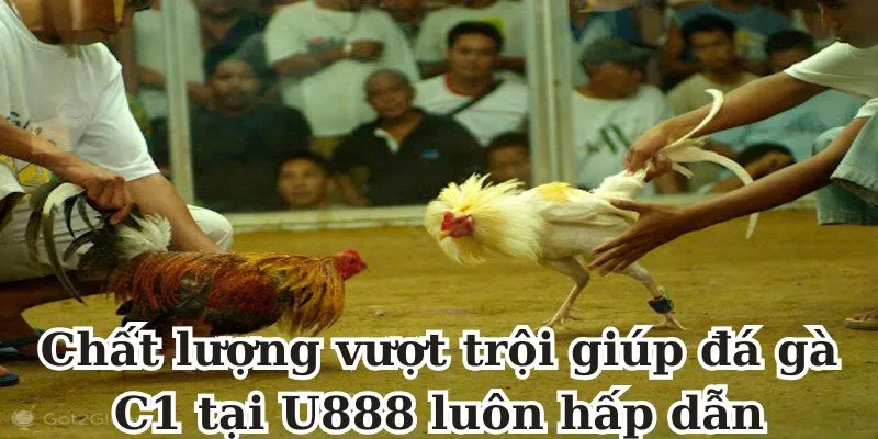 Chất lượng vượt trội giúp đá gà C1 tại U888 luôn hấp dẫn