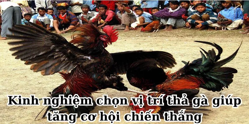 Kinh nghiệm chọn vị trí thả gà giúp tăng cơ hội chiến thắng